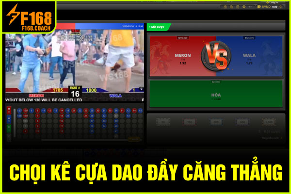 Chọi kê cựa dao đầy căng thẳng Chọi kê cựa dao đầy căng thẳng