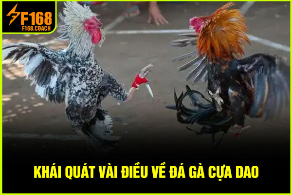 Khái quát vài điều về đá gà cựa dao Khái quát vài điều về đá gà cựa dao